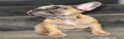 French Bulldog dogs for sale: Beautiful frenchies for sale, ready to leave now - Advert 10