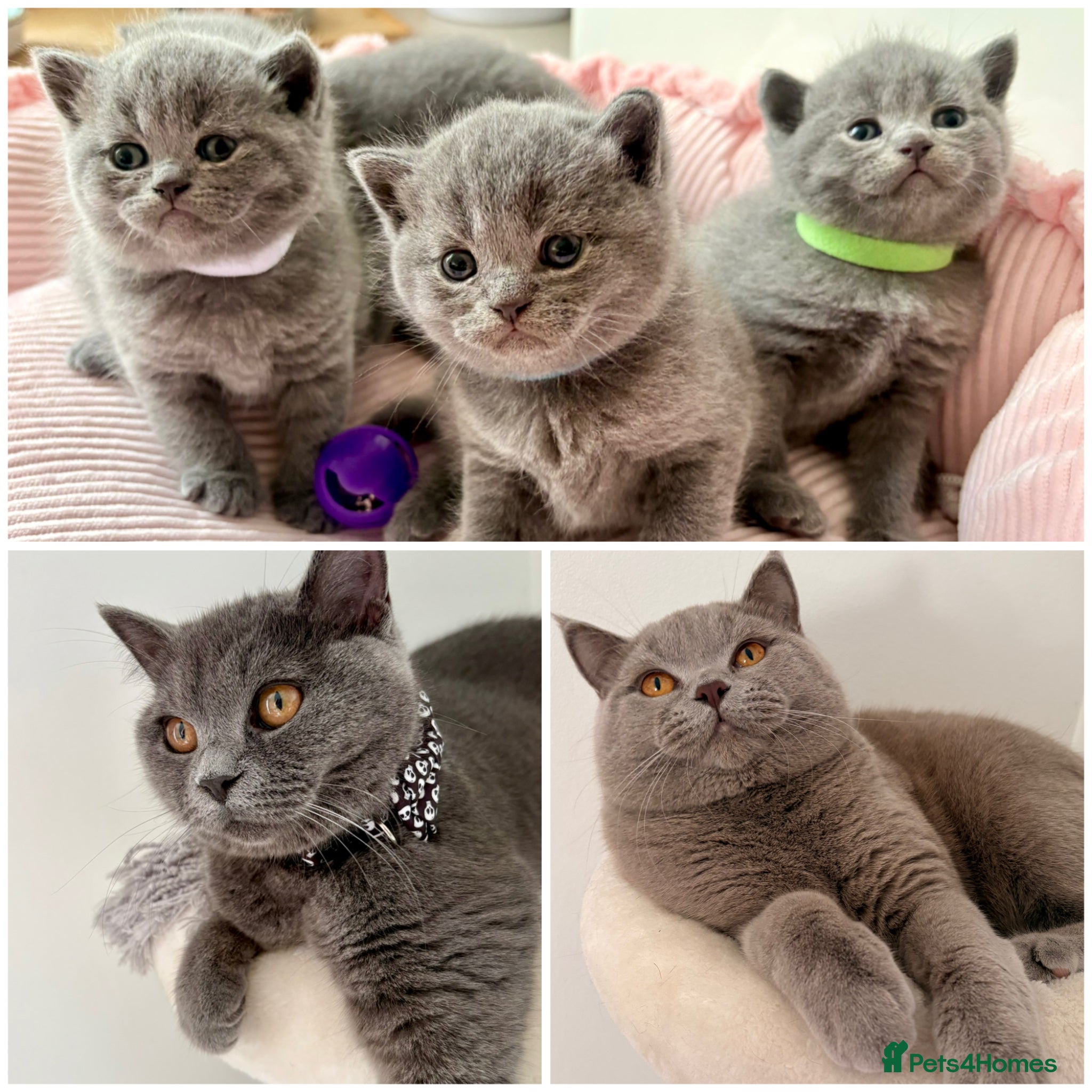 British Shorthair cats 4 beautiful British Shorthair Blue kittens 🩵 - Advert 6