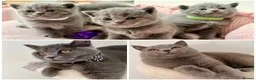 British Shorthair cats for sale: 4 beautiful British Shorthair Blue kittens 🩵 - Advert 1
