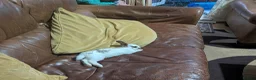 Mixed Breed rabbits for sale: Adorable bunny looking for a home in London - Advert 4