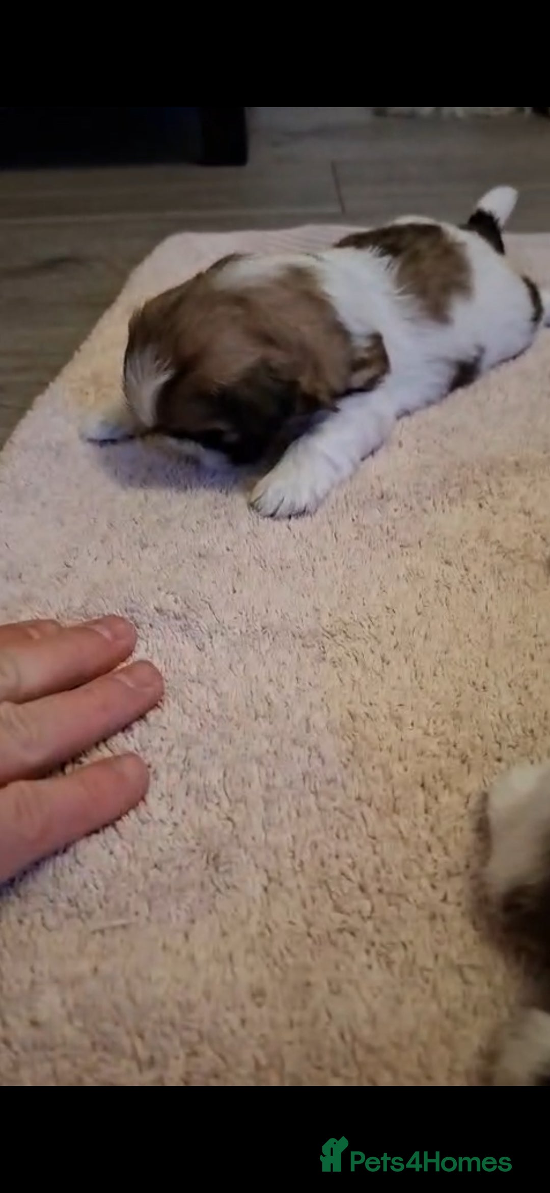 Shih Tzu dogs for sale: Beautiful shihtzu puppies  - Advert 5