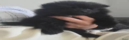 Pomeranian dogs for sale: Handsome pomeranians  - Advert 6