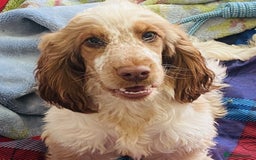 Cockapoo dogs for sale: Little Teddy Bears  - Image 9