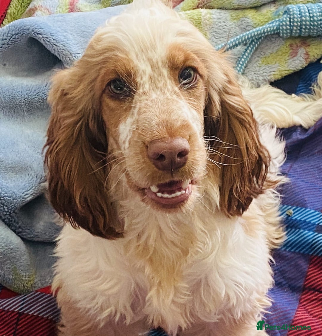 Cockapoo dogs for sale: Little Teddy Bears  - Image 9