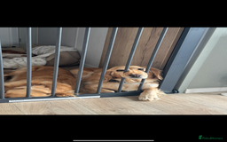 Cocker Spaniel dogs for sale: DNA Health Tested Merle Cocker Spaniel Puppies - Image 14
