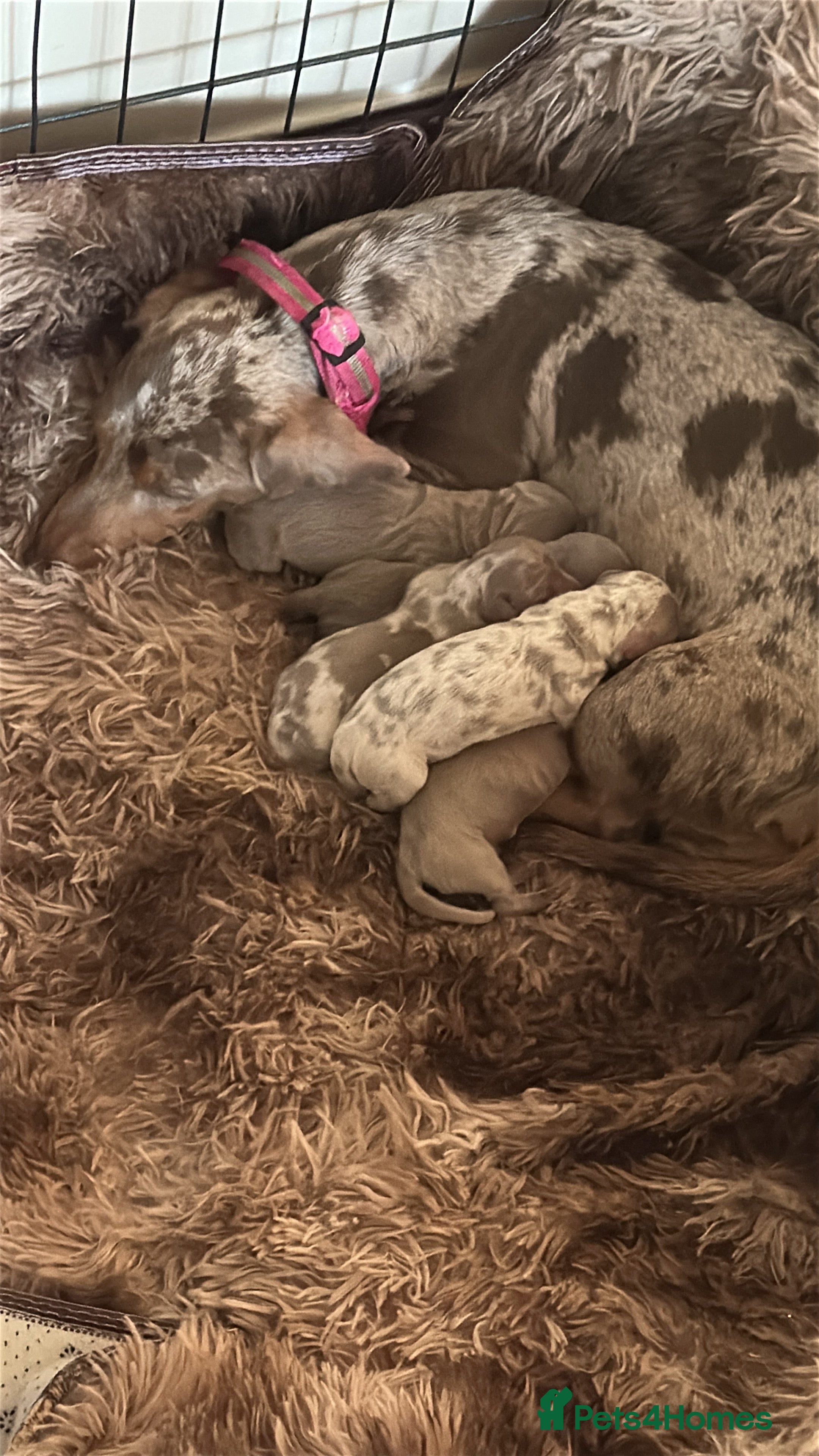 Miniature Dachshund dogs PUPPYS available now 🥰 - Advert 7