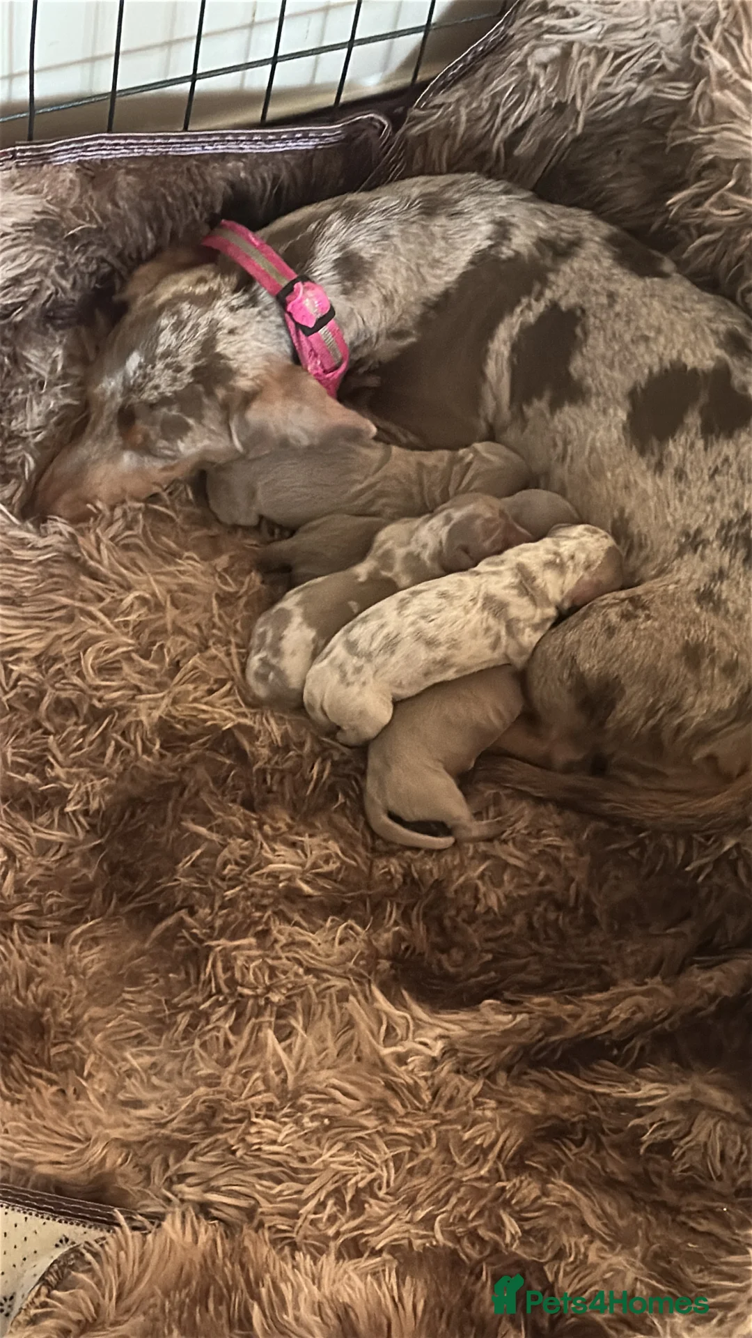 Miniature Dachshund dogs for sale: True miniature dashaund Puppy’s short & longhair  - Advert 2