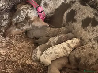 Miniature Dachshund dogs PUPPYS available now 🥰 - Advert 6