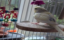 Budgerigars birds for sale: Fully tamed 4 budgies with Cage, accessories,food - Image 19