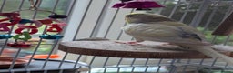 Budgerigars birds for sale: Fully tamed 4 budgies with Cages, accessories,food - Advert 19