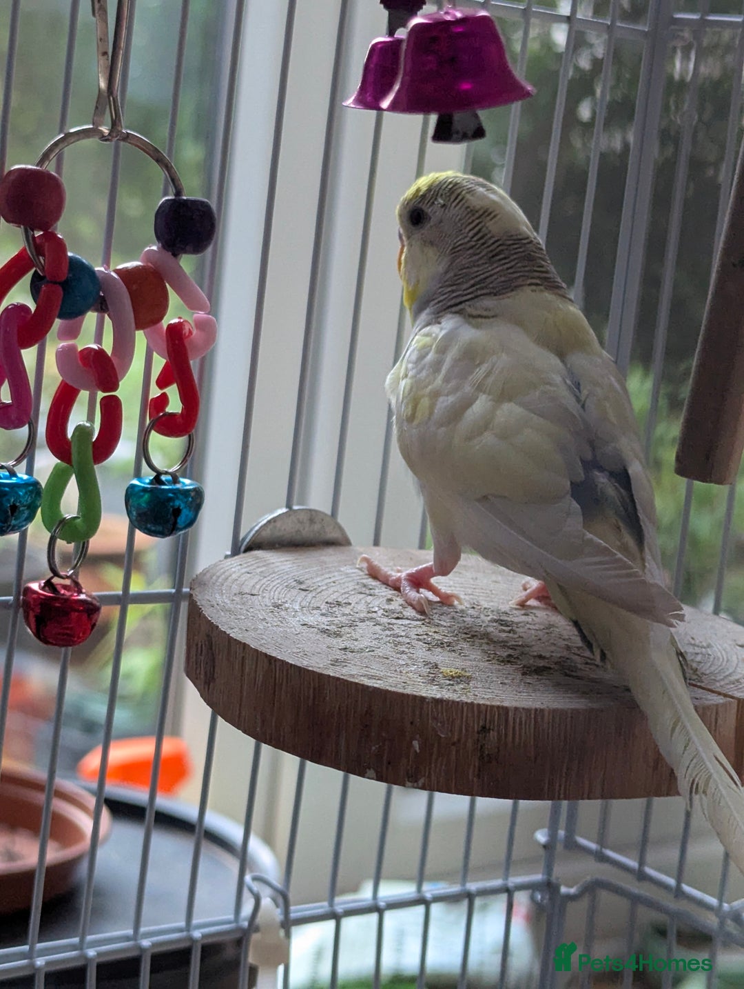 Budgerigars birds for sale: Fully tamed 4 budgies with Cage, accessories,food - Image 19