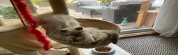 Ragdoll cats for sale: Gorgeous Fluffy Ragdoll Kitten – 3 Months Old - Advert 8