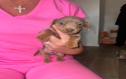 Mixed Breed dogs for sale: Jack Russel/miniature Datchound - Image 3