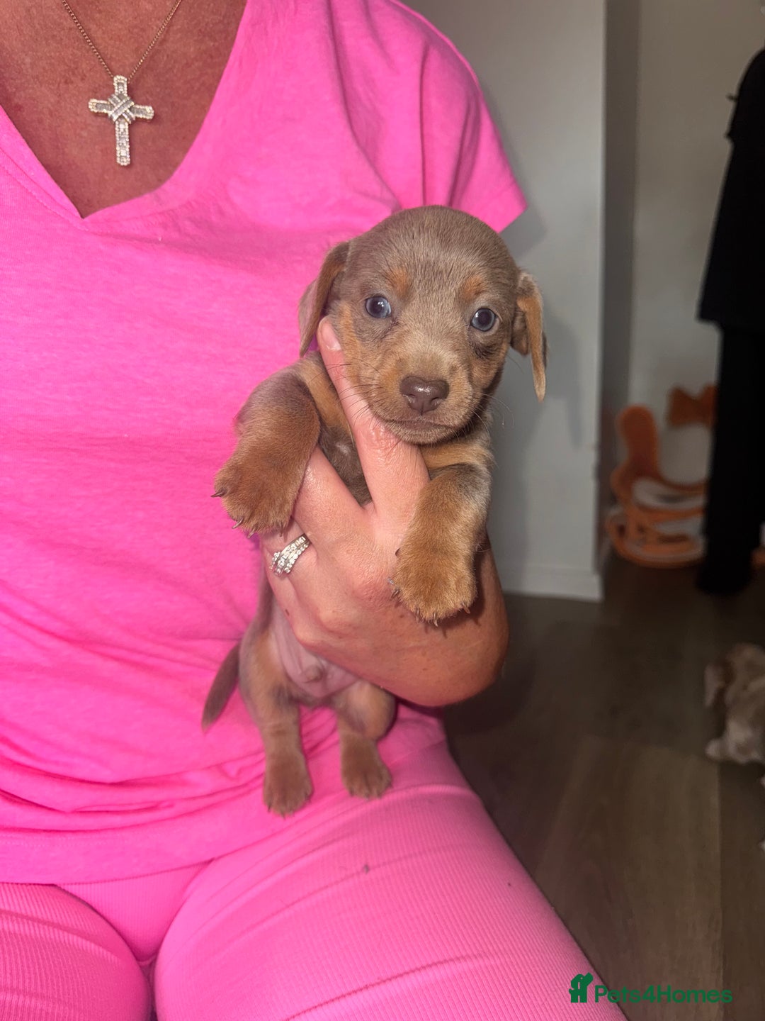 Mixed Breed dogs for sale: Jack Russel/miniature Datchound - Image 3