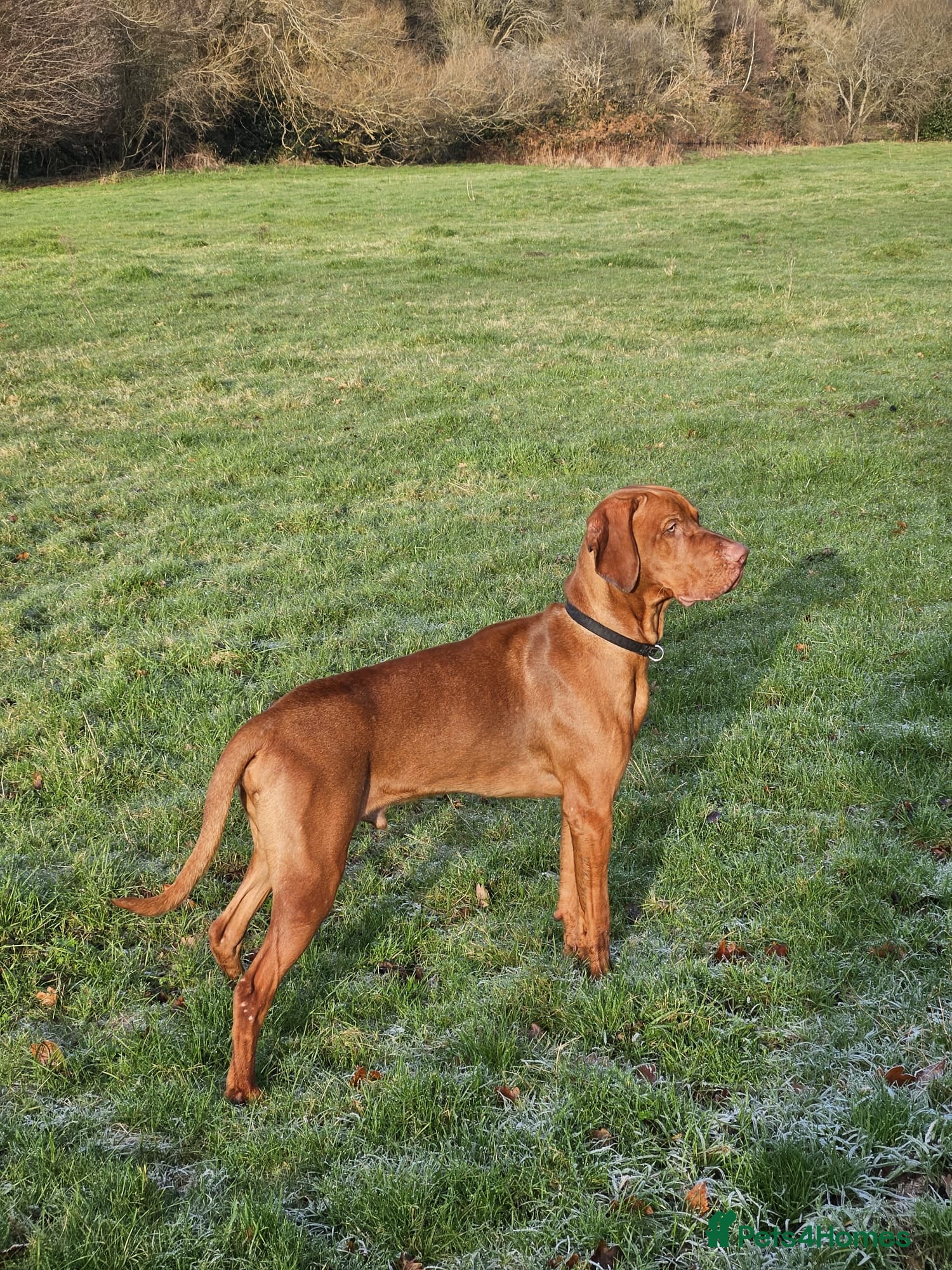 Hungarian Vizsla dogs Big Norman - Advert 4