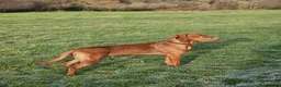 Hungarian Vizsla dogs for stud: Big Norman - Advert 1