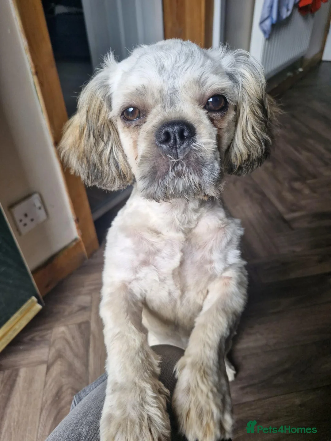 Mixed Breed dogs for sale: 4 month old pugzu - Advert 2