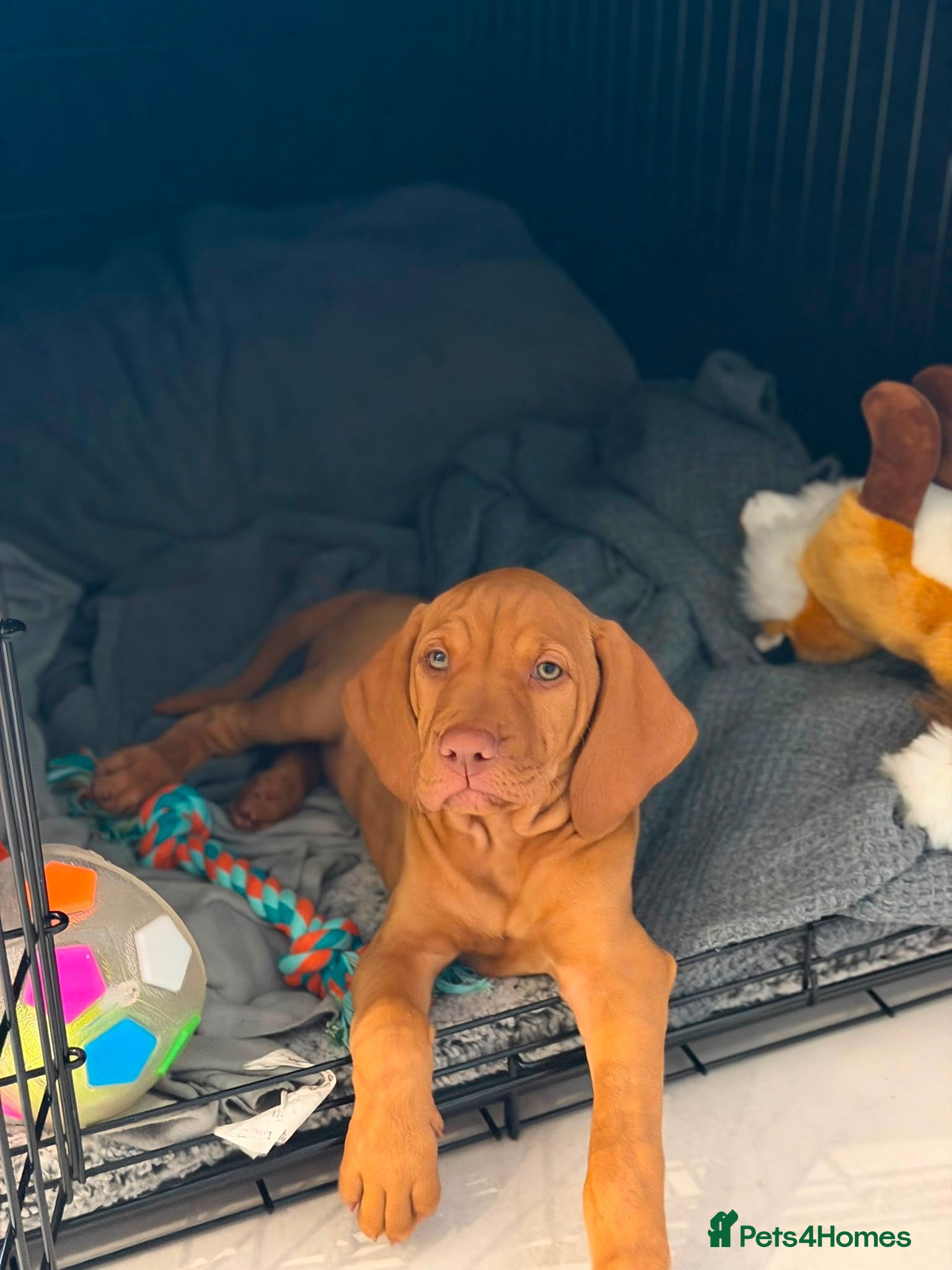 Hungarian Vizsla dogs Gunfield duel purpose - Exceptional Show & Working - Advert 2