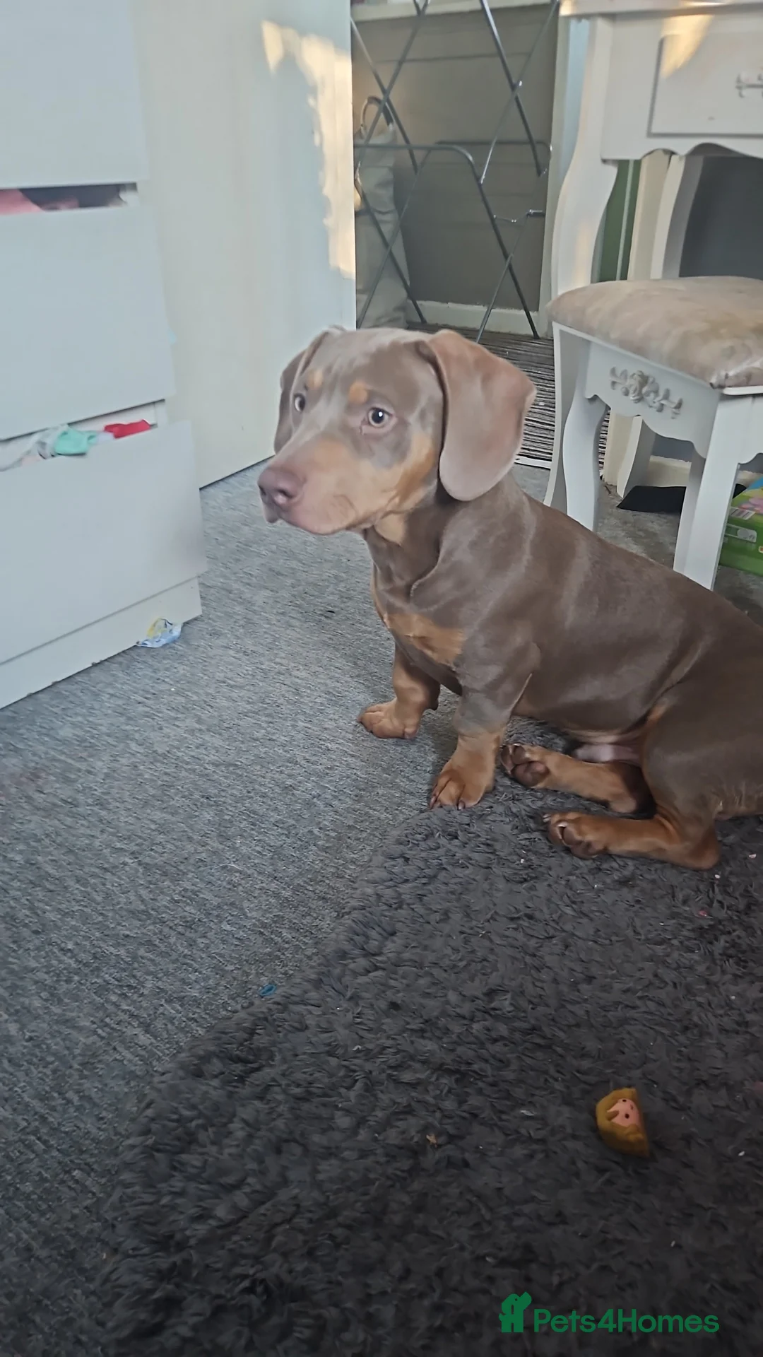 Mixed Breed dogs for sale: Sausage bully - Advert 2