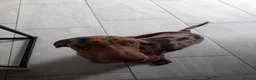 Miniature Dachshund dogs for sale: Rolo & isabella looking for there forever home  - Advert 7