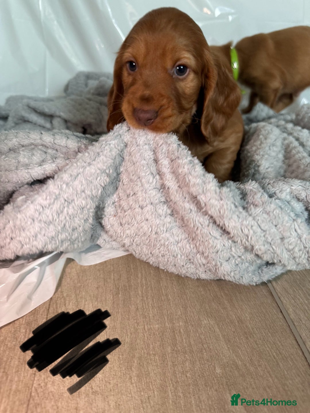 Cocker Spaniel dogs for sale: Pure breed cocker spaniels puppies  - Image 6