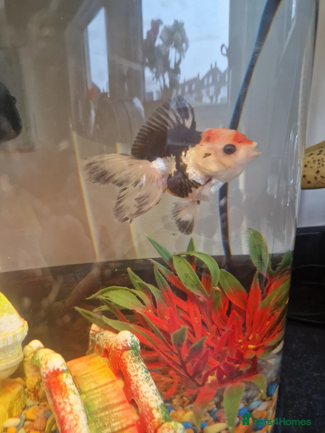 Fancy Goldfish fish for sale: 2 fancy orandas need going asap - Advert 1