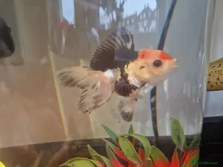 Fancy Goldfish fish 2 fancy orandas need going asap - Advert 1
