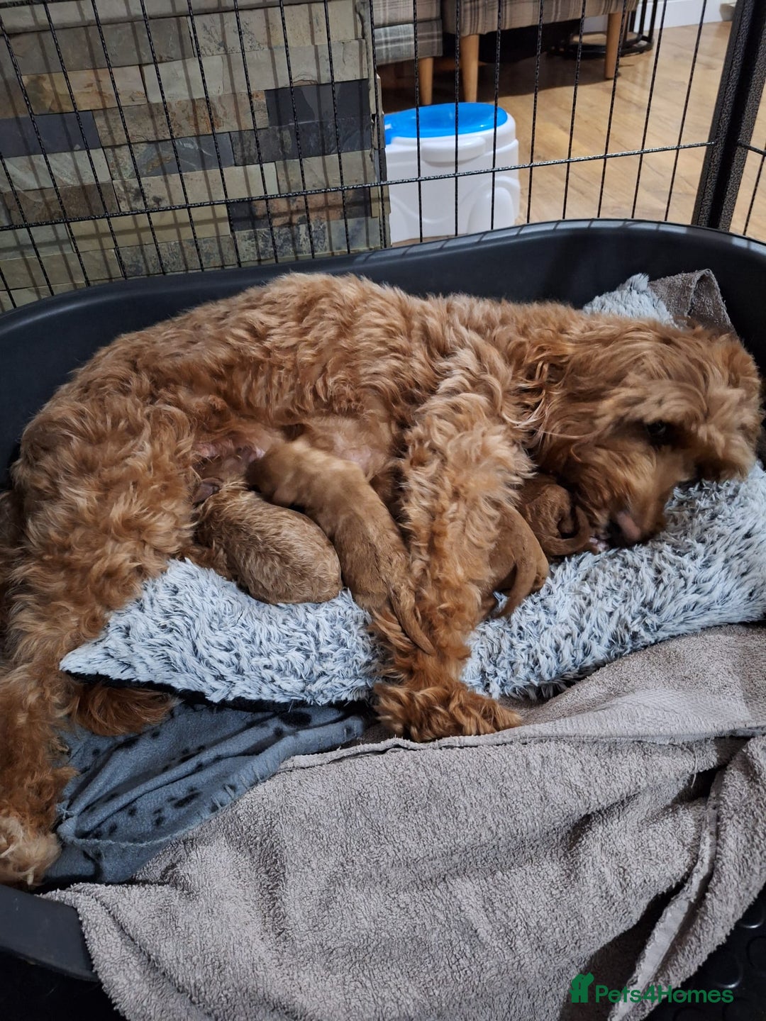 Cockapoo dogs for sale: READY NOW: 2x F1b curly red cockapoo boys - Image 11