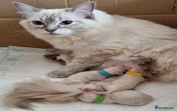 Ragdoll cats for sale: Ready Now Last Ragdoll Girl DNA tested  - Image 12