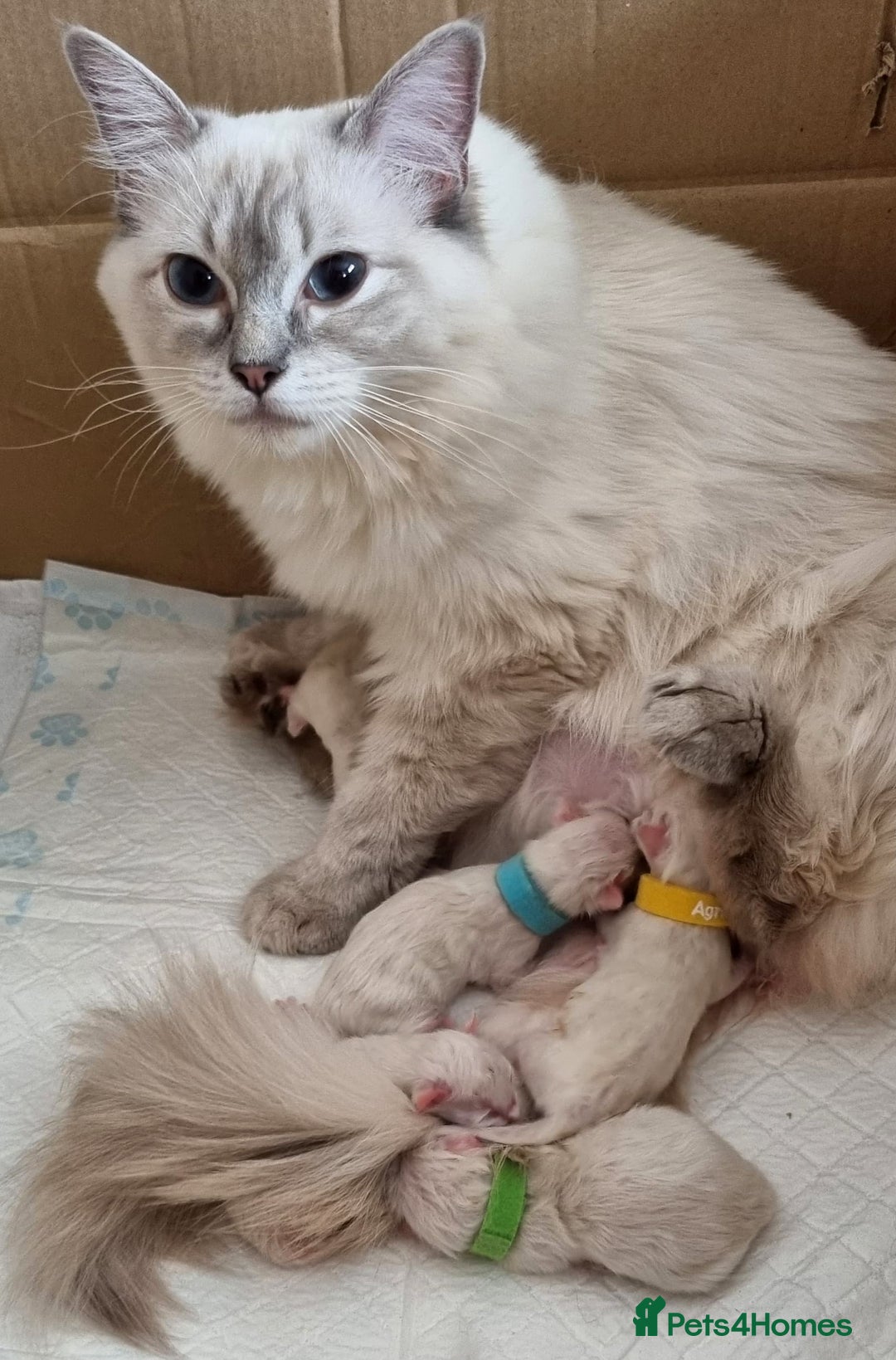 Ragdoll cats for sale: Ready Now Last Ragdoll Girl DNA tested  - Image 12