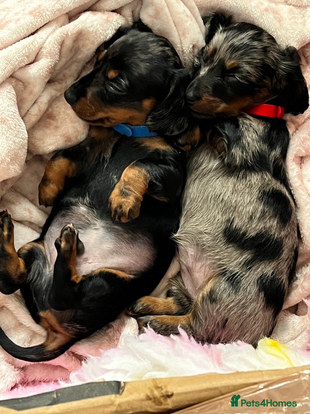 Dachshund dogs for sale: Miniature Dachshund Pups  - Advert 16