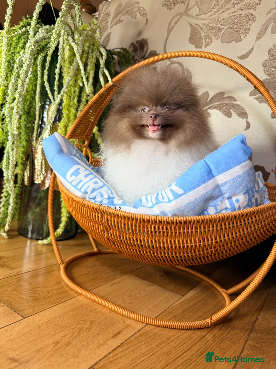 Pomeranian dogs for sale: Exclusive Lilac Party color Pomeranian Boy - Advert 26
