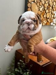 English Bulldog dogs Excellent Pedigree KC Reg British Bulldog Puppies  - Advert 1