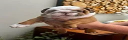 English Bulldog dogs for sale: Excellent Pedigree KC Reg British Bulldog Puppies  - Advert 1