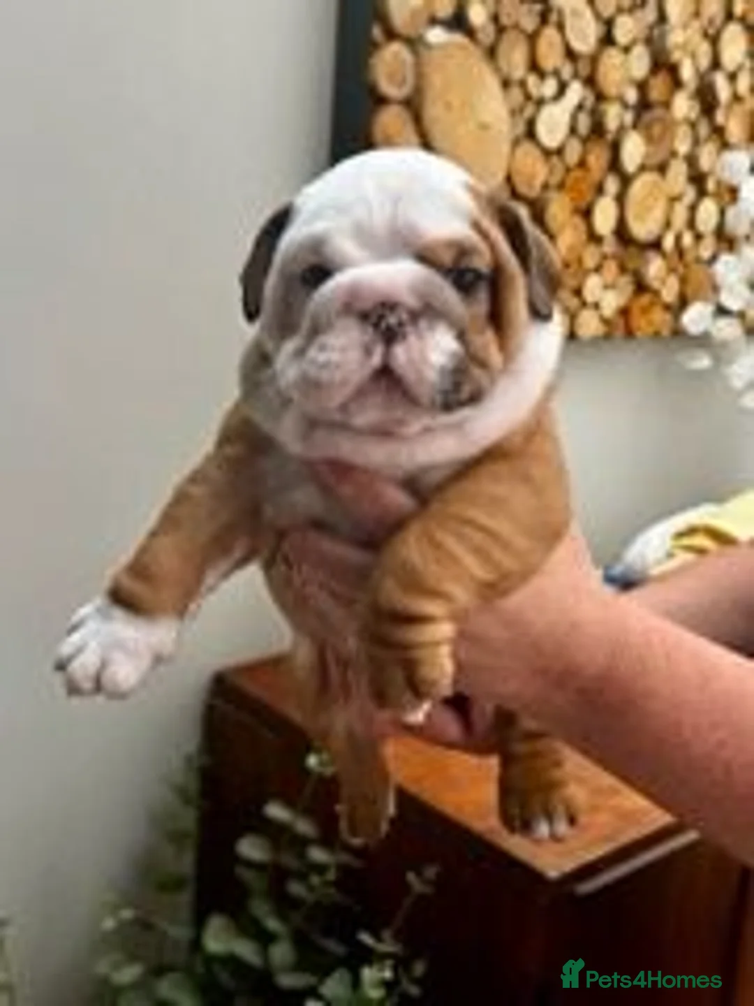 English Bulldog dogs for sale: Excellent Pedigree KC Reg British Bulldog Puppies  - Advert 1