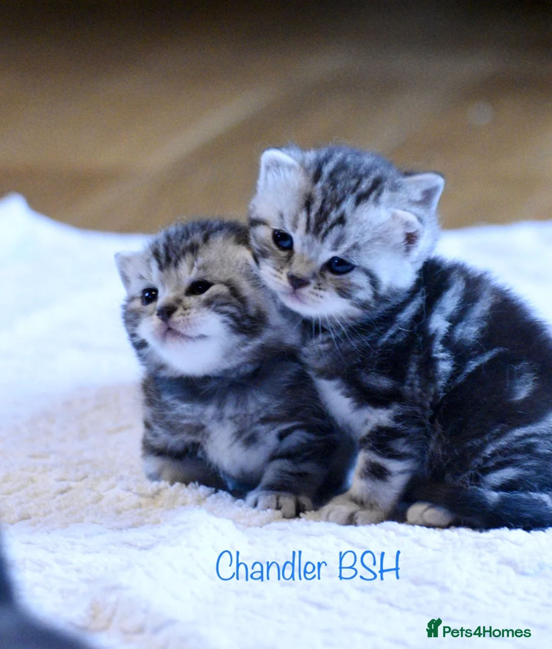 British Shorthair cats for stud: Amazing European lines Classic Tabby BSH in Kettering - Advert 4