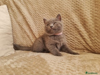 British Shorthair cats Beautiful chunky BSH kittens (1 girl left) - Advert 13