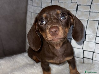 Miniature Dachshund dogs - Advert 3