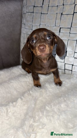 Miniature Dachshund dogs - Advert 13
