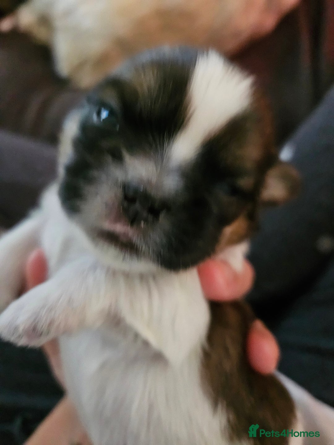 Shih Tzu dogs for sale: Beautiful shihtzu puppies  - Advert 11