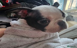 Boston Terrier dogs for sale: REDUCED!! Boston terriers DELIVERY!. - Image 22