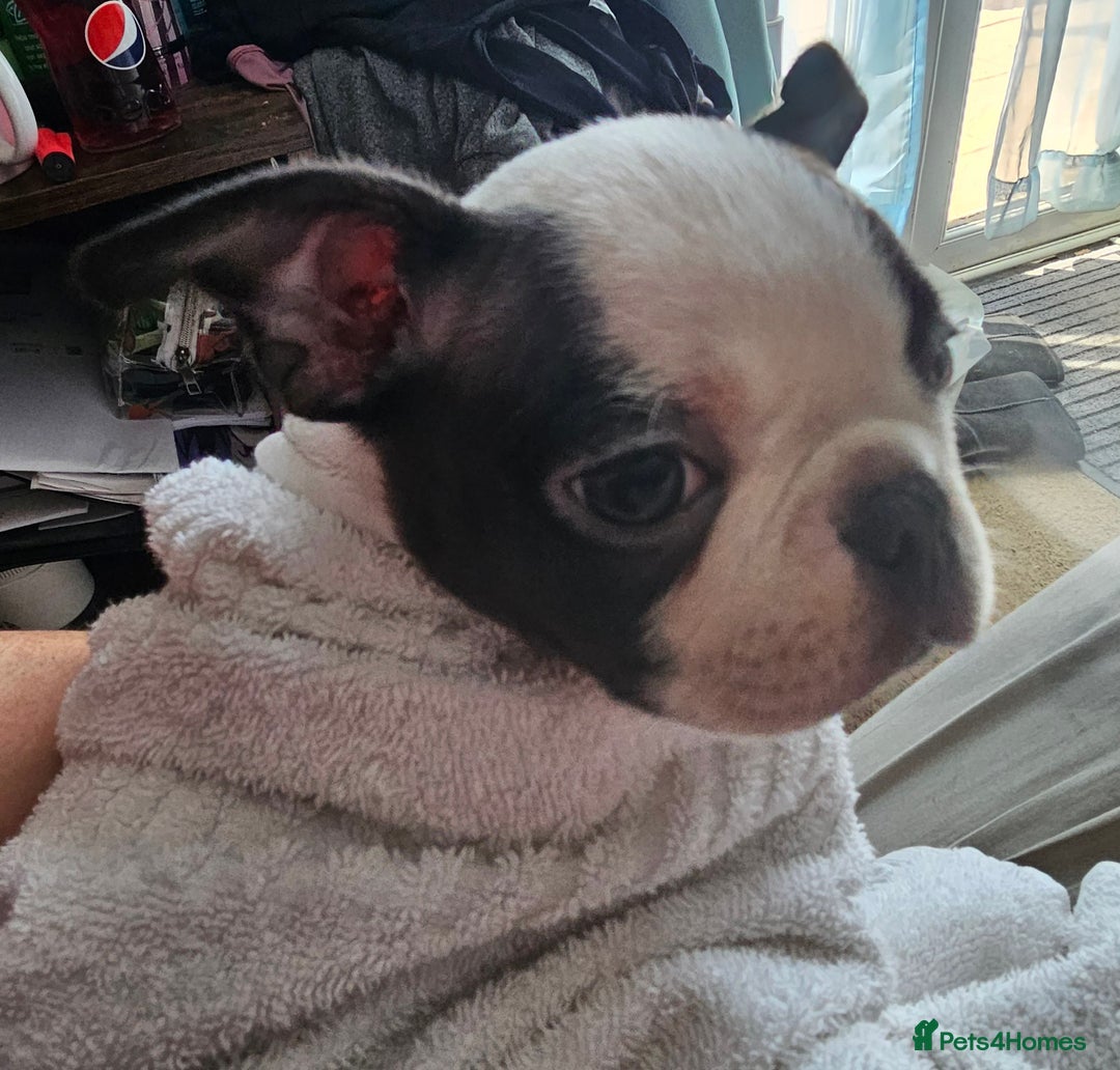 Boston Terrier dogs for sale: REDUCED!! Boston terriers DELIVERY!. - Image 22