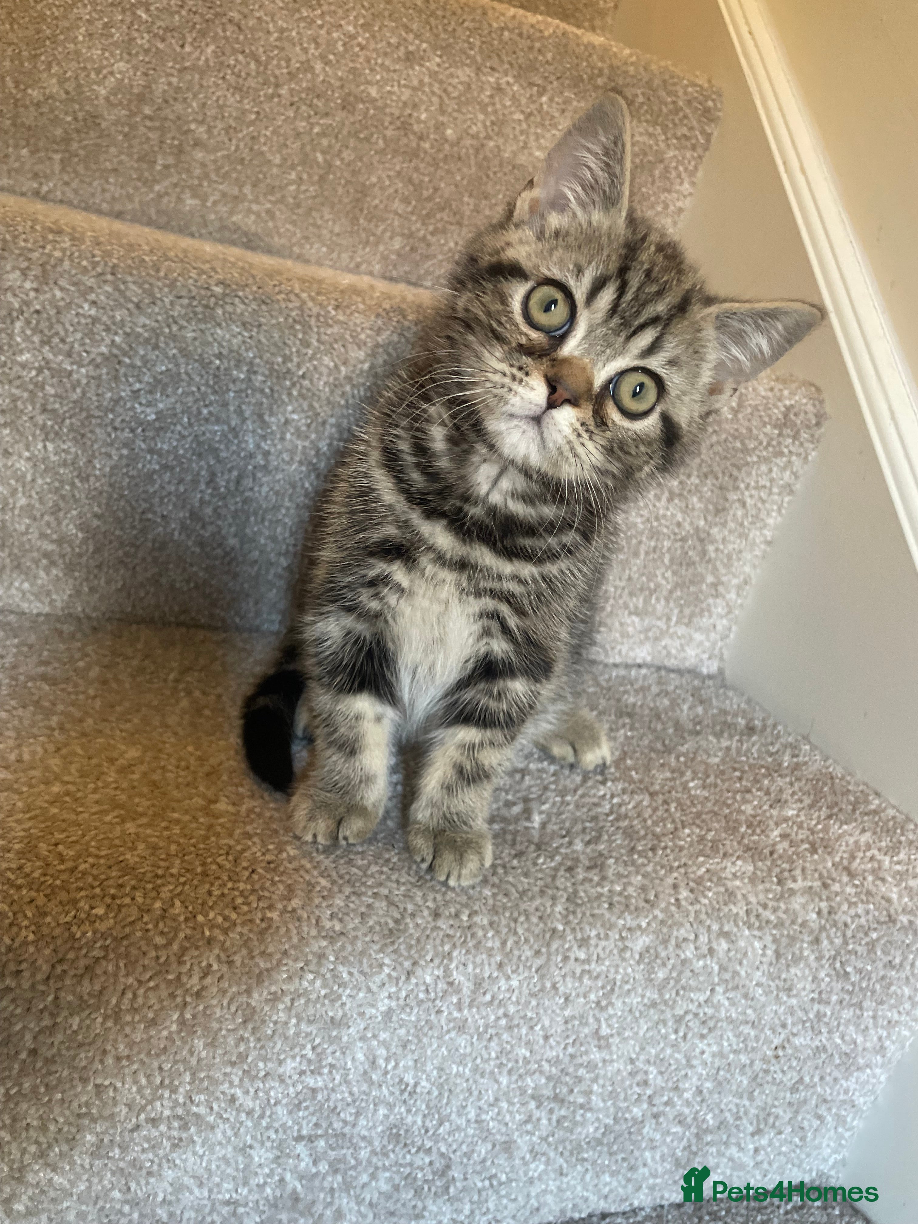 British Shorthair cats British Shorthair Kittens - Advert 1