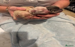 Chihuahua dogs for sale: Long coat chihuahua pups - Image 15