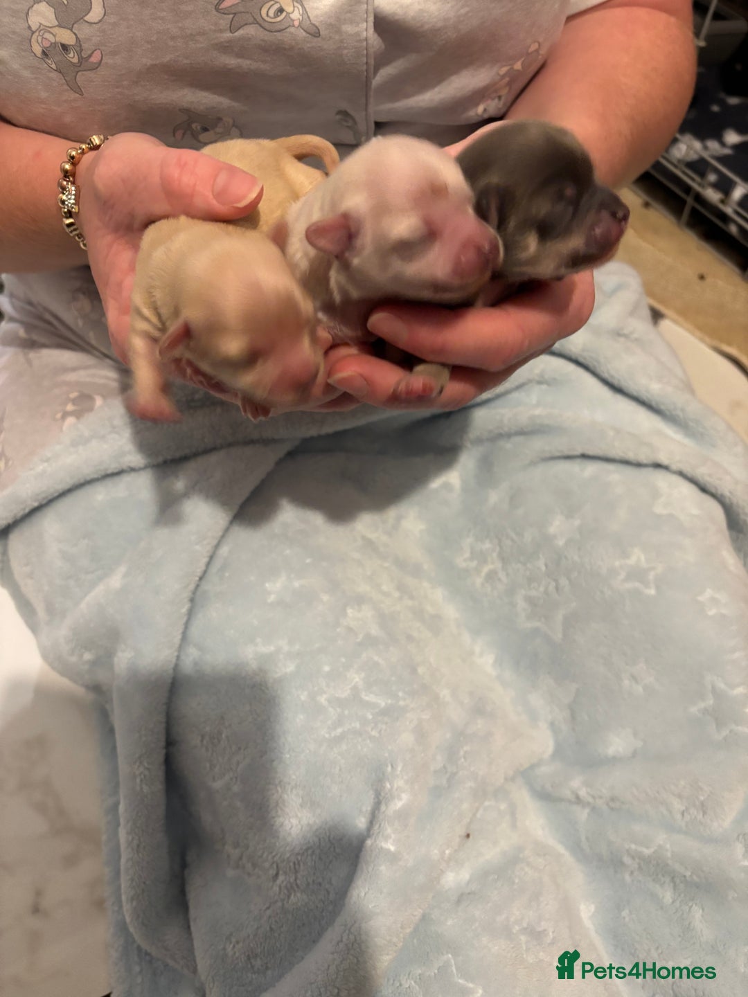 Chihuahua dogs for sale: Long coat chihuahua pups - Image 15