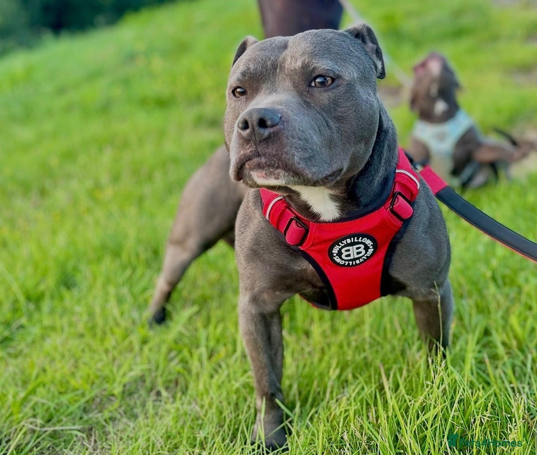 Staffordshire Bull Terrier dogs Blue Staffordshire Bull Terriers Champion Stud - Advert 5