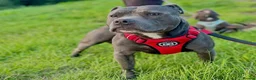 Staffordshire Bull Terrier dogs for stud: Blue Staffordshire Bull Terriers Champion Stud in Swansea - Advert 1
