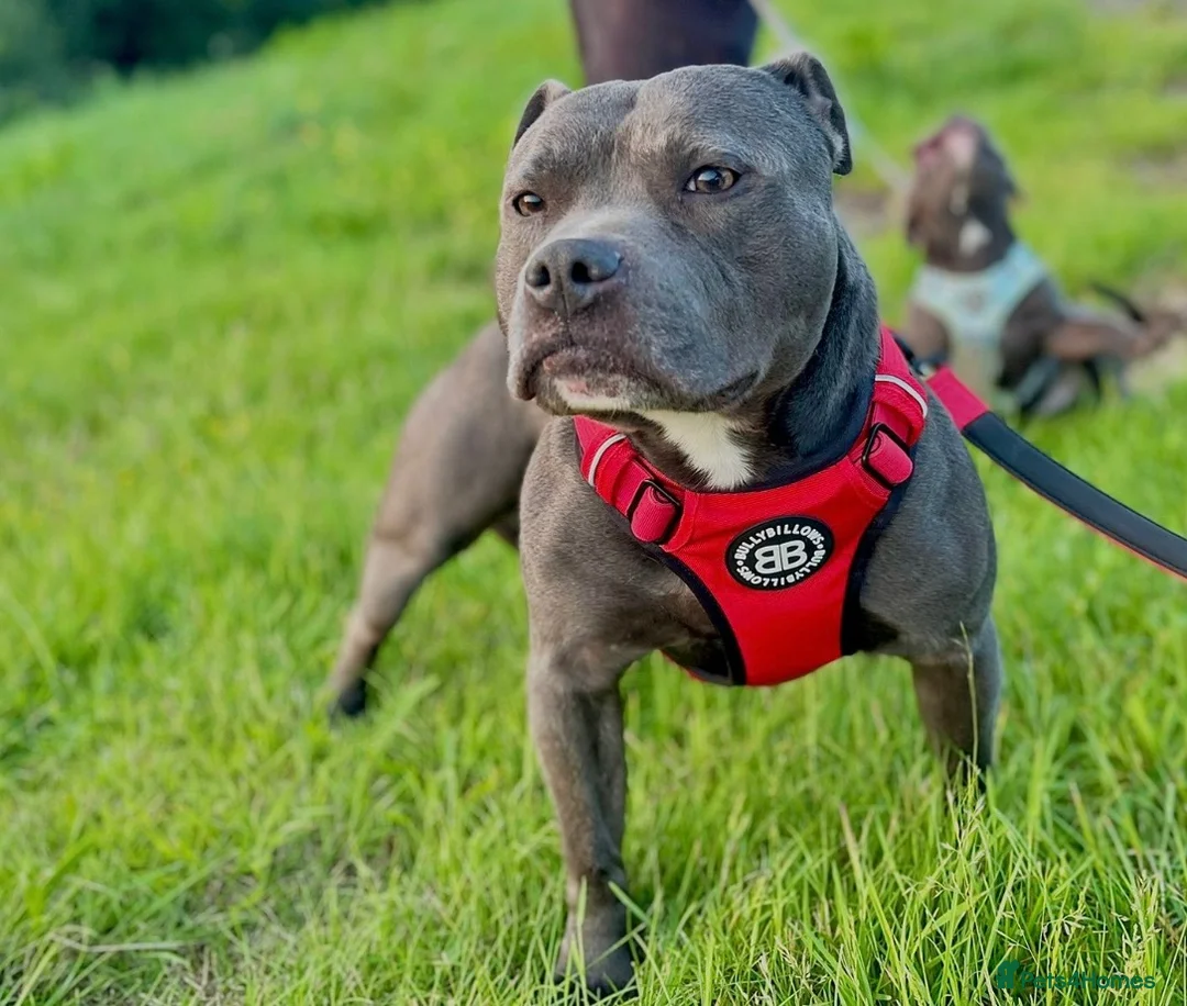 Staffordshire Bull Terrier dogs for stud: Blue Staffordshire Bull Terriers Champion Stud in Swansea - Advert 1