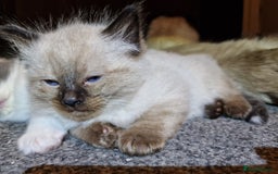 Ragdoll cats for sale: 4 ragdoll x ragamuffin fluffy kittens  - Image 3