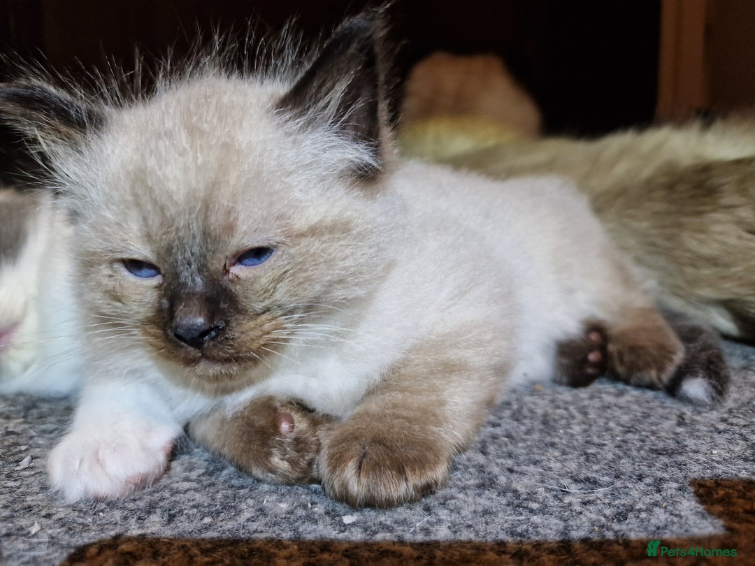 Ragdoll cats for sale: 4 ragdoll x ragamuffin fluffy kittens  - Image 3